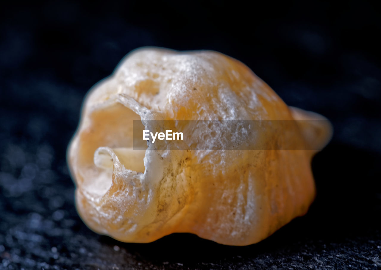 CLOSE-UP OF FRESH MUSHROOM
