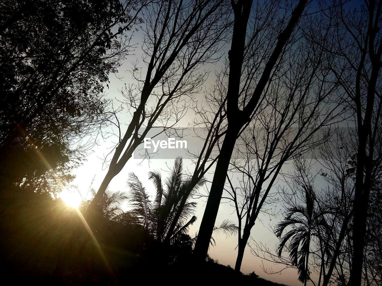 LOW ANGLE VIEW OF SILHOUETTE TREES AT SUNSET