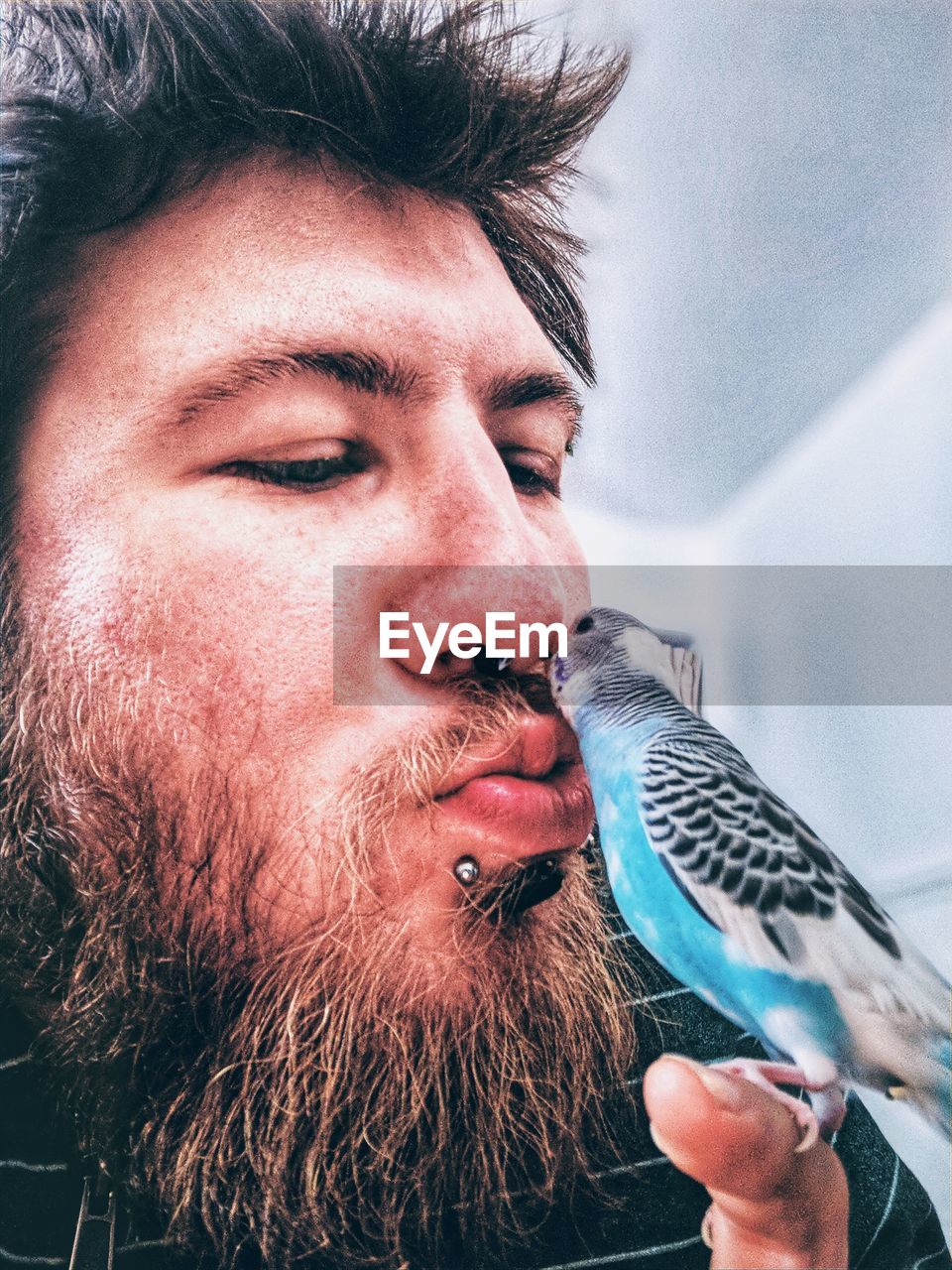 Close-up of young man kissing budgerigar at home