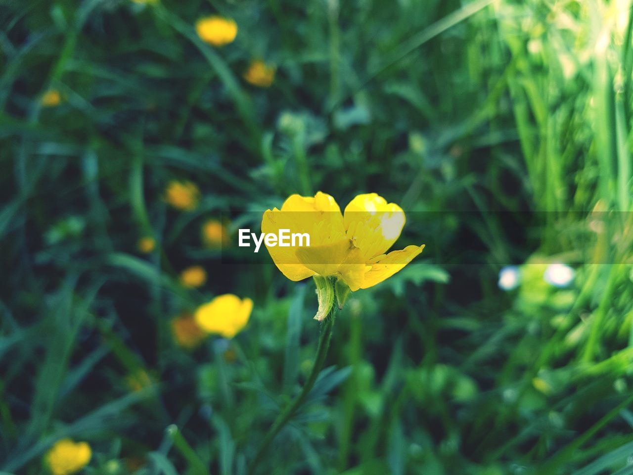 CLOSE-UP OF YELLOW FLOWERS