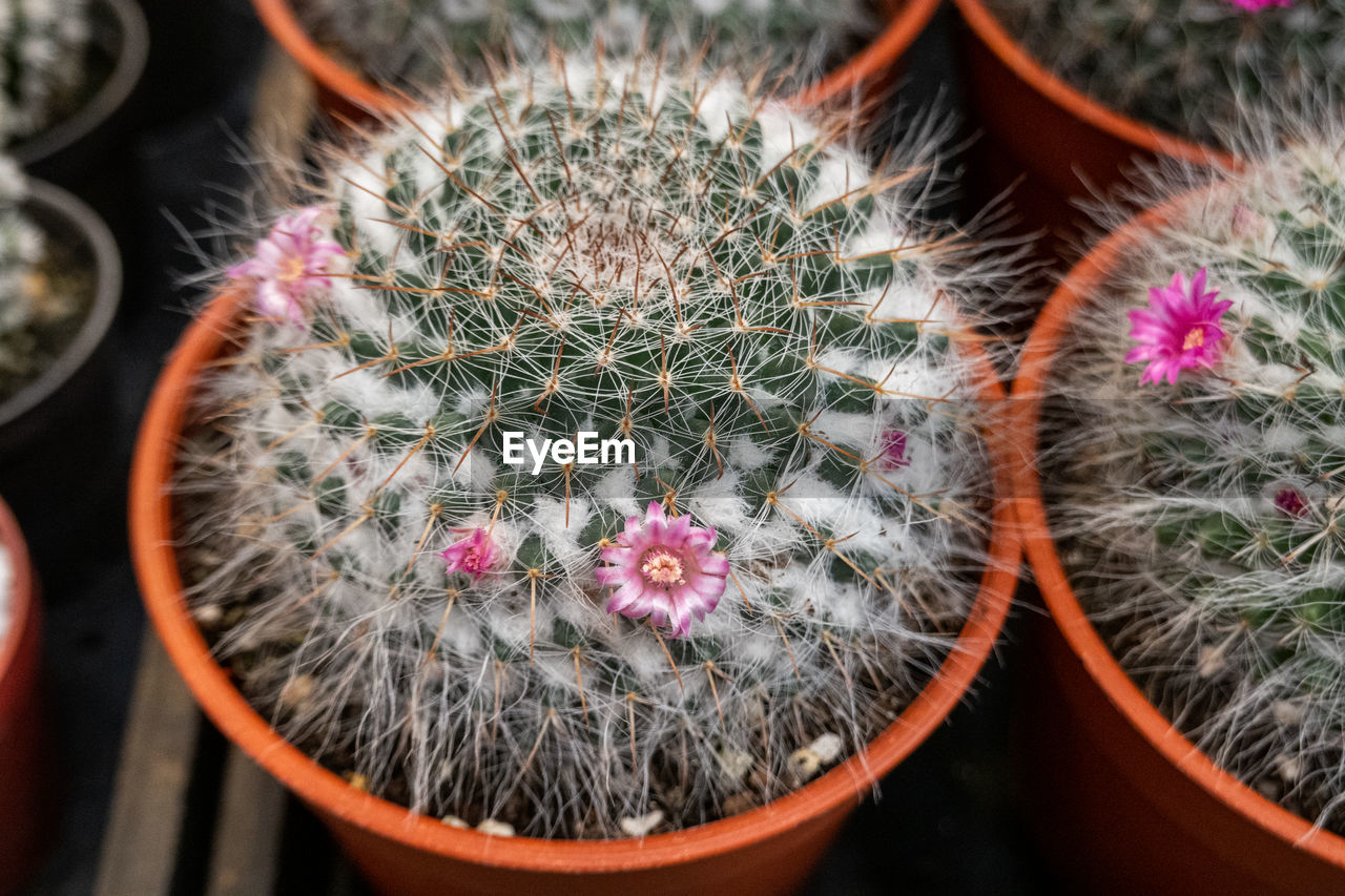 HIGH ANGLE VIEW OF POTTED CACTUS FLOWER POT