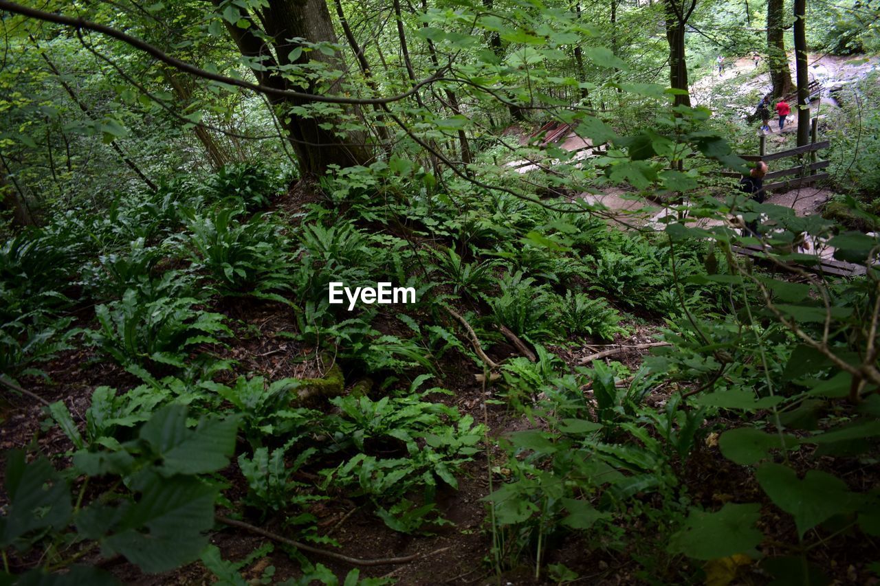 TREES AND PLANTS IN FOREST