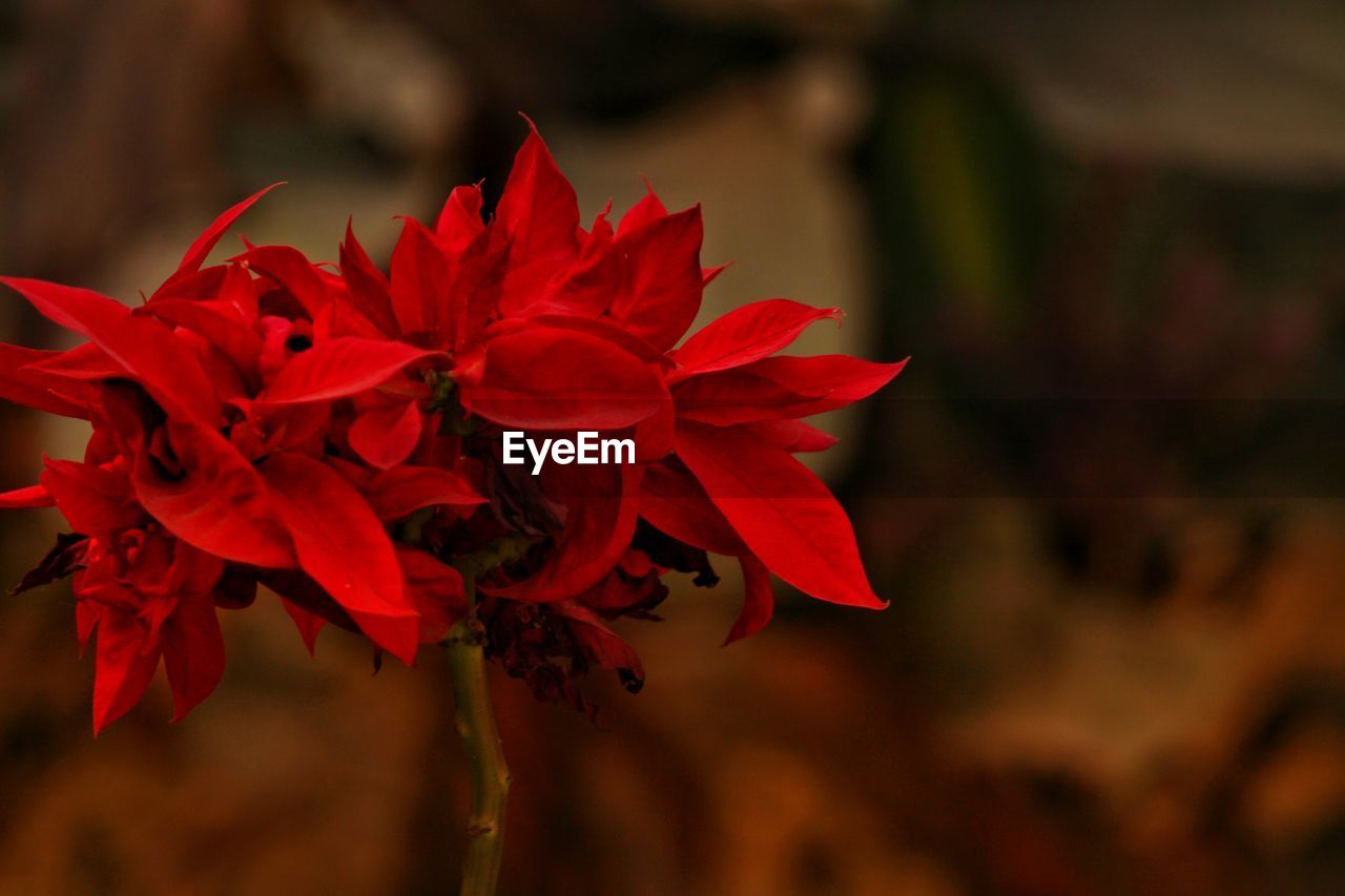 Close-up of red rose on plant