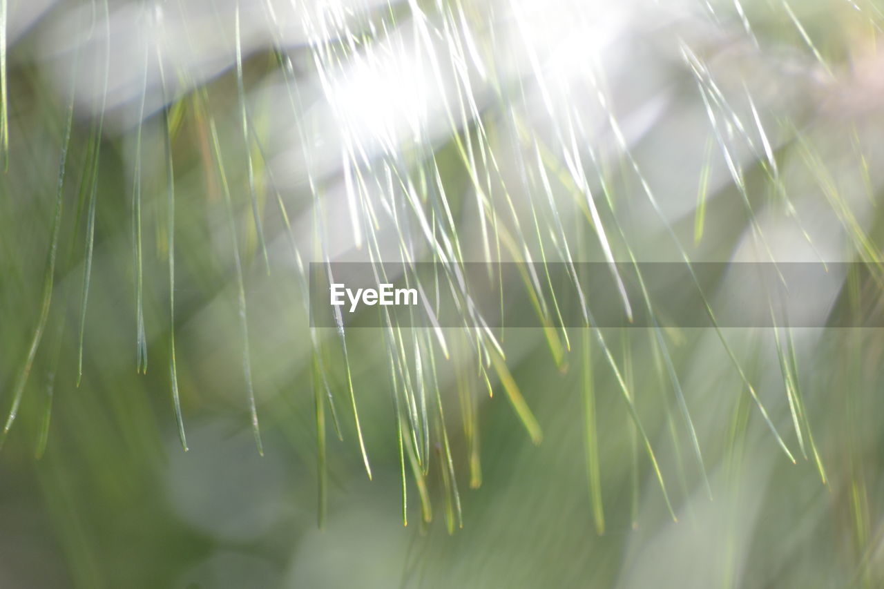 CLOSE-UP OF FRESH GREEN GRASS