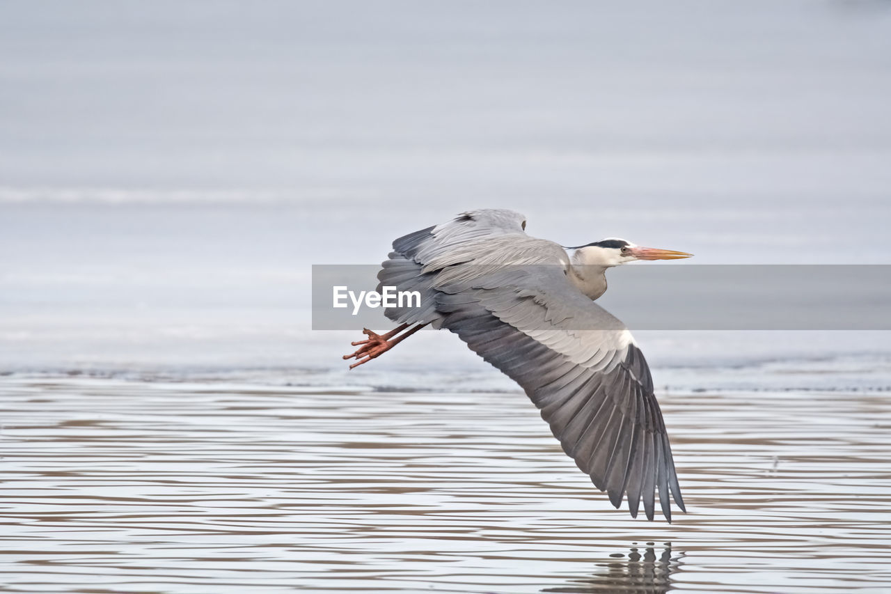 CLOSE-UP OF BIRD IN WATER