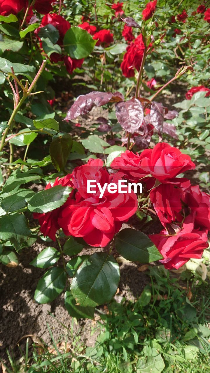 CLOSE-UP OF RED FLOWERING PLANT