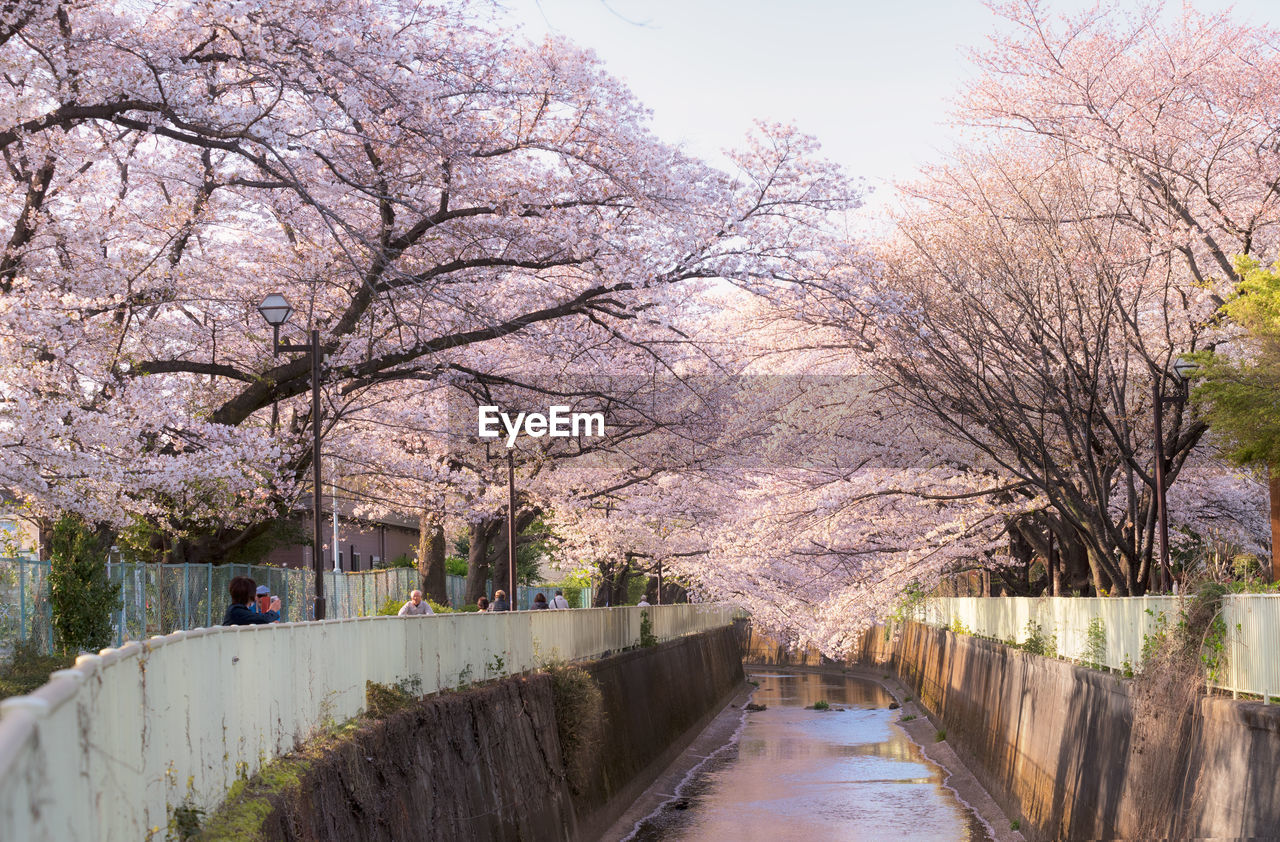 VIEW OF CHERRY BLOSSOM ALONG TREES AND FOOTPATH