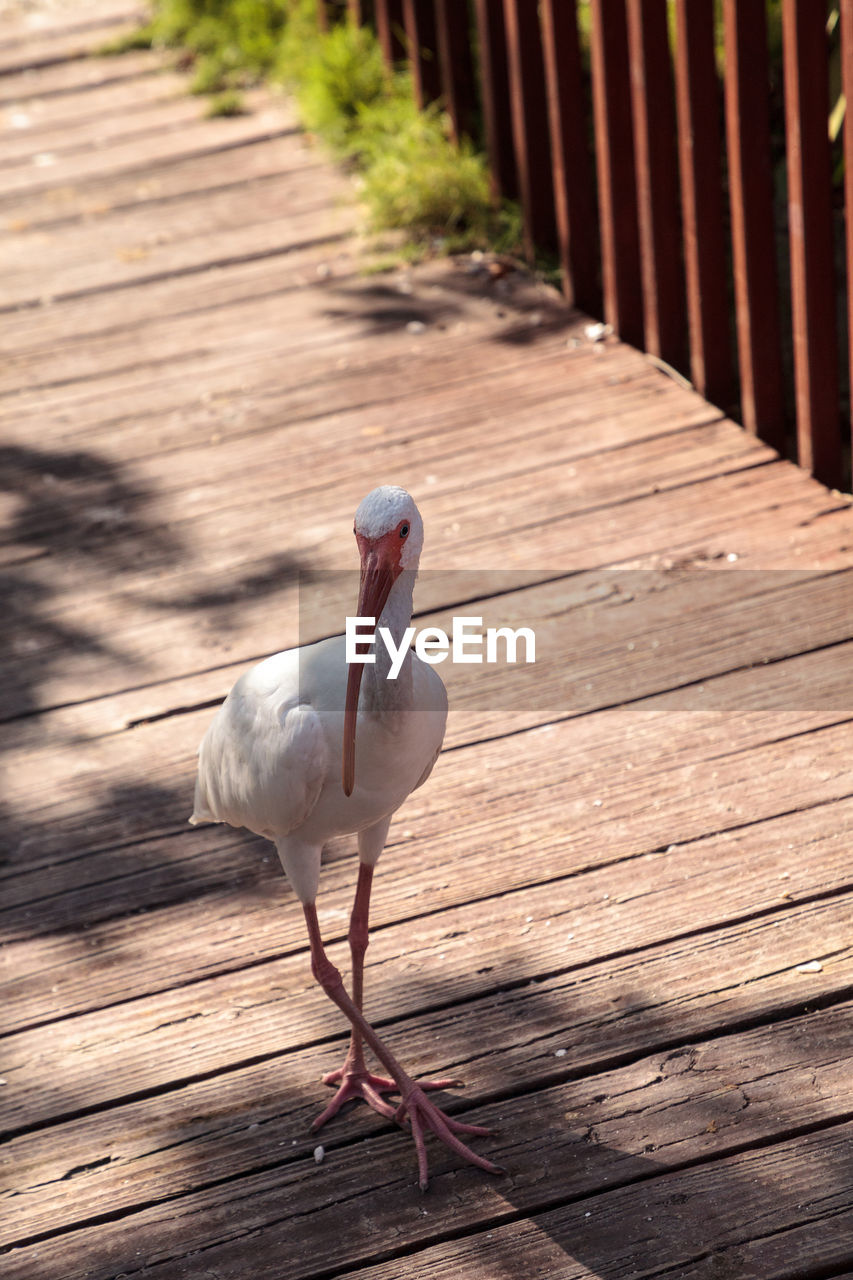 Close-up of ibis perching on boardwalk