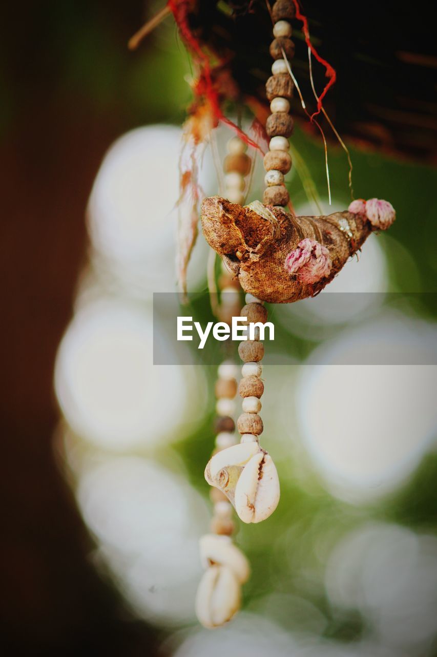 CLOSE-UP OF DEAD PLANT HANGING ON ROPE