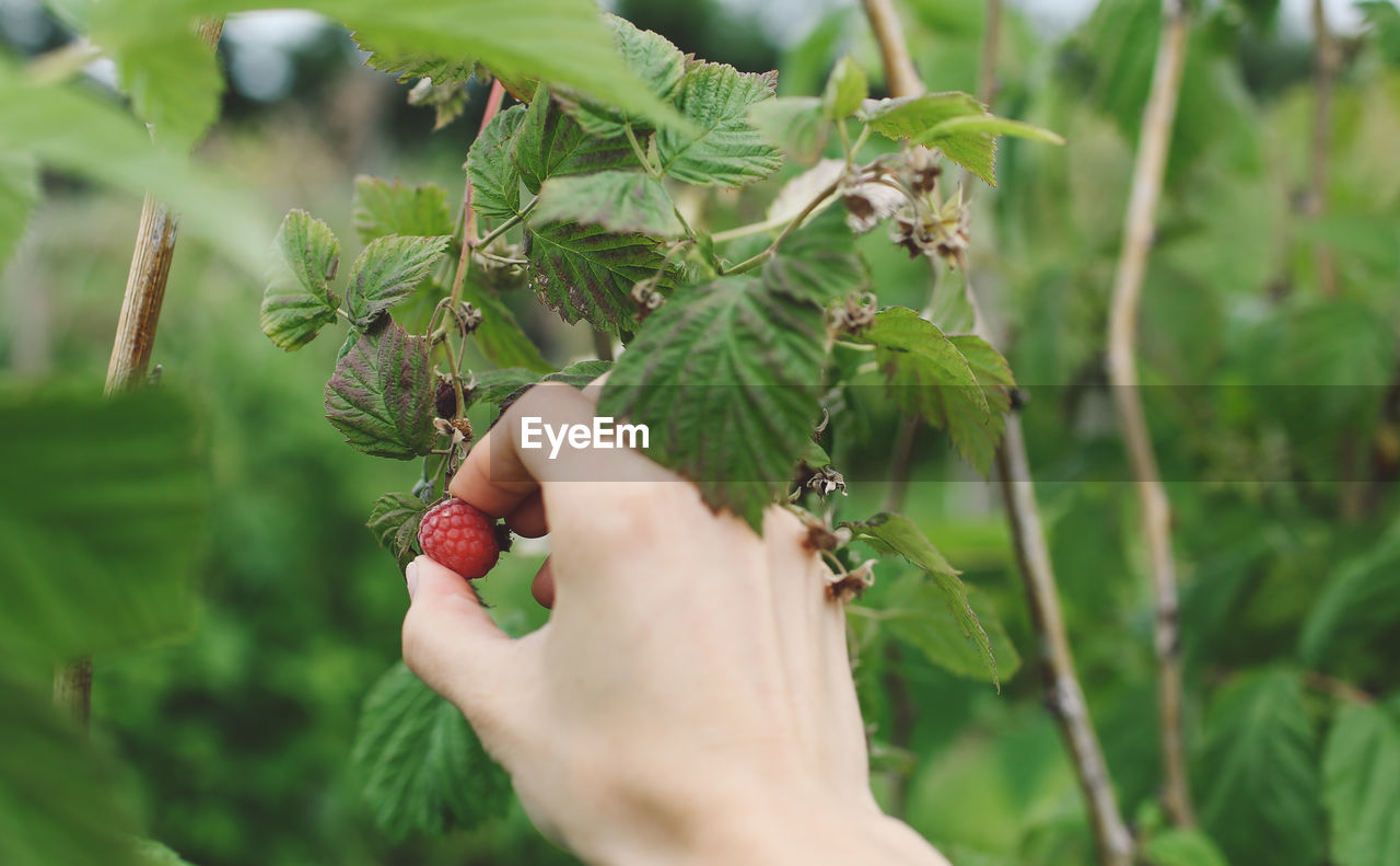 Cropped hand holding raspberry on plant