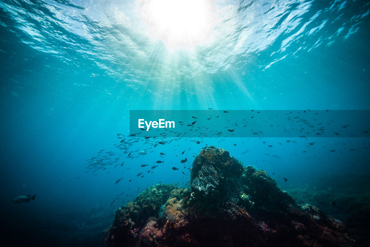 View of jellyfish swimming underwater