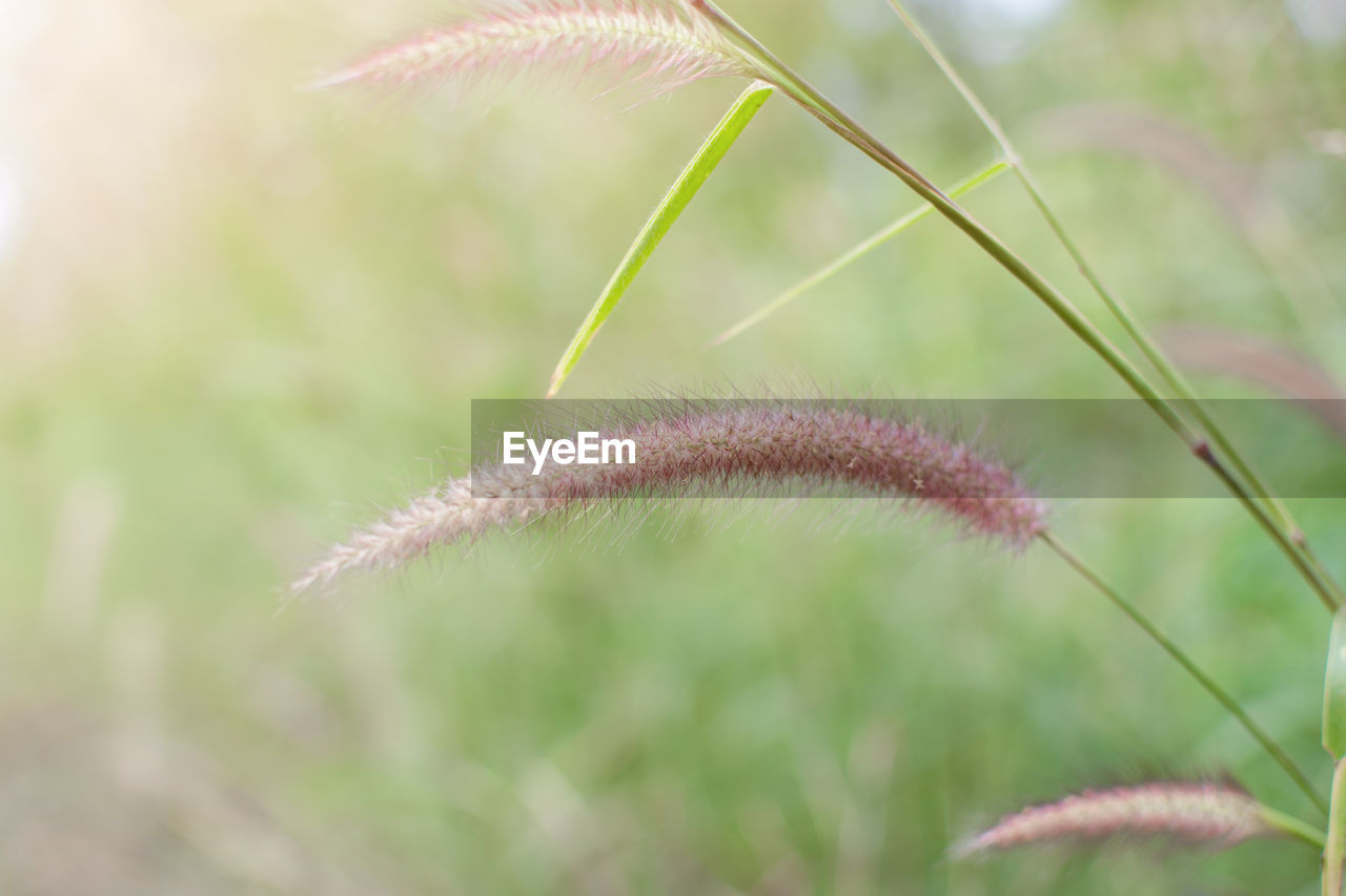 Grass flower on the meadow at sunlight nature background spring