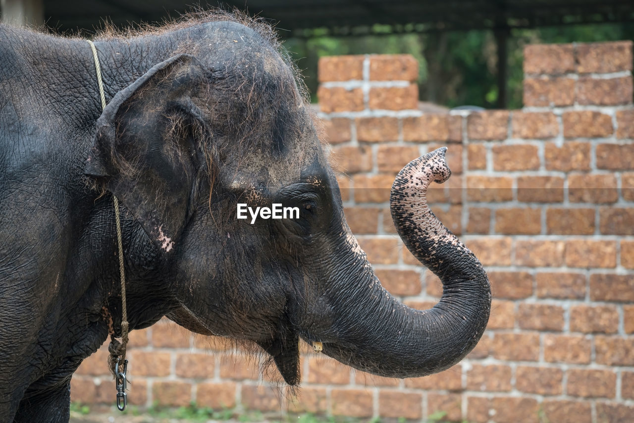 close-up of elephant on field