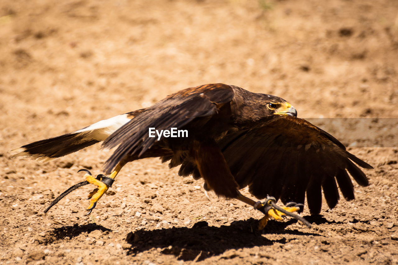 Close-up of a bird of prey walking over land