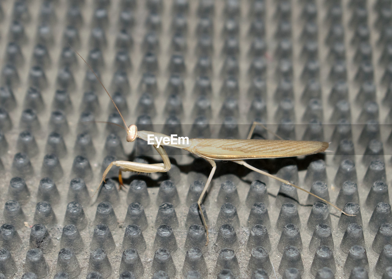 CLOSE-UP OF INSECT ON LEAF