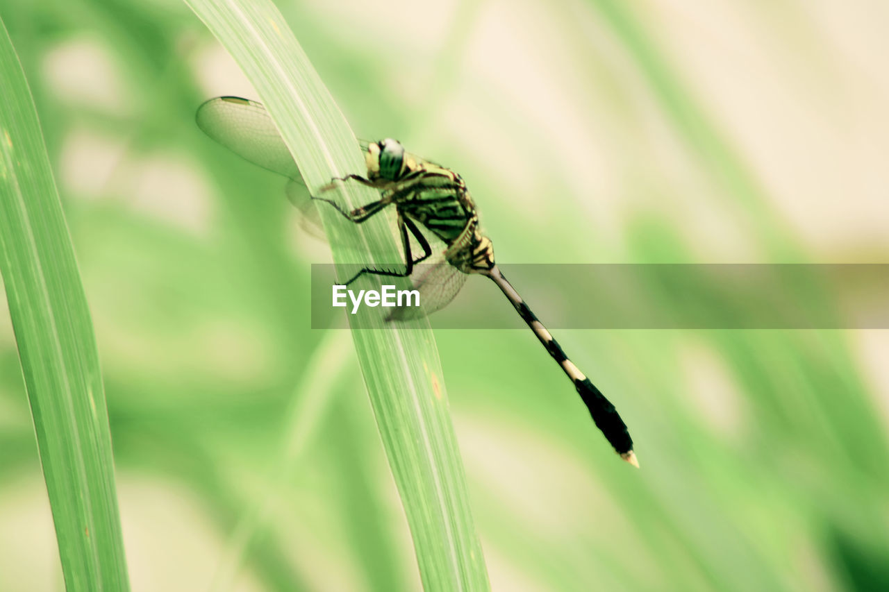 Close-up of insect on grass