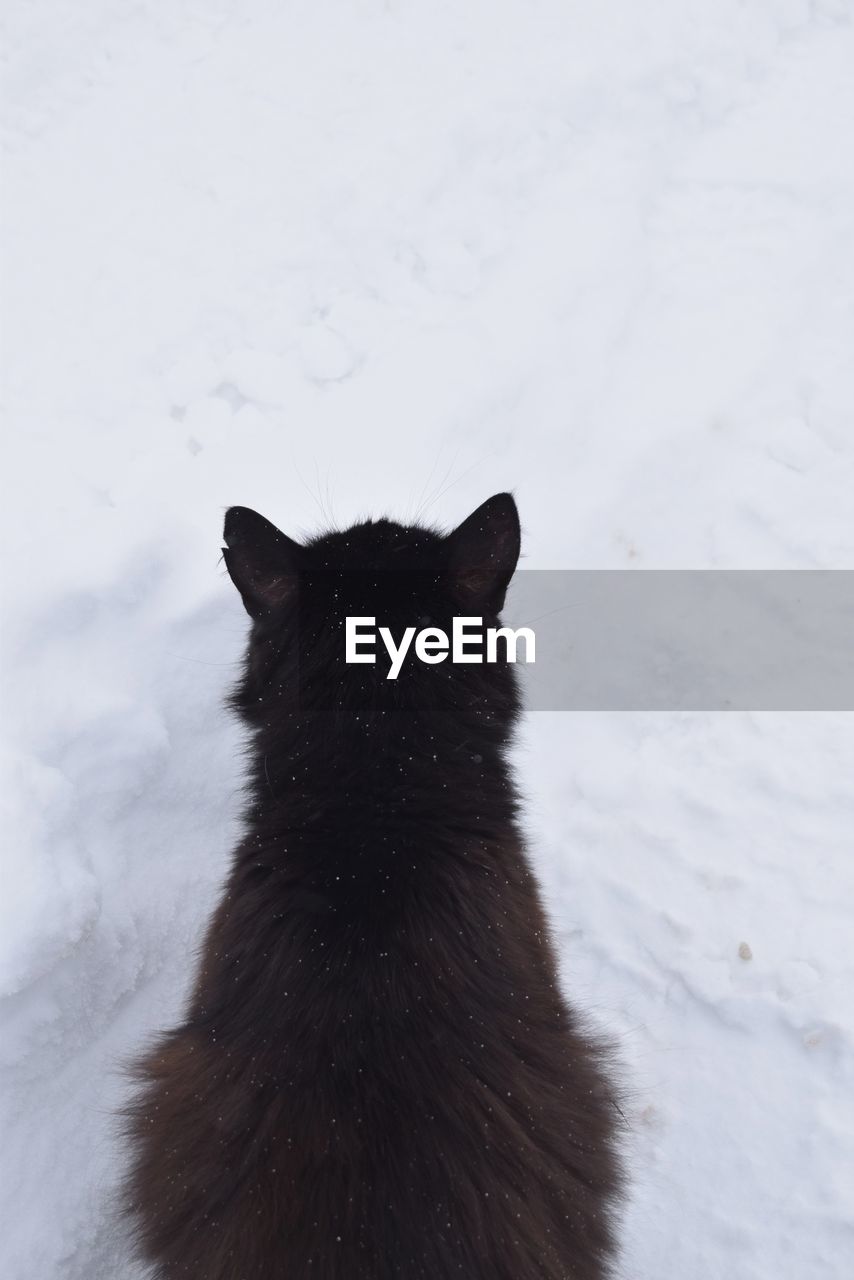 BLACK CAT LYING ON SNOW