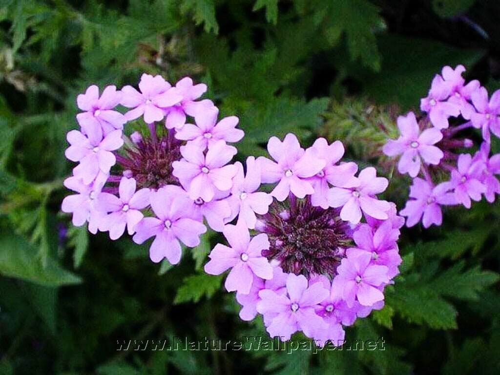 CLOSE-UP OF FLOWERS BLOOMING OUTDOORS