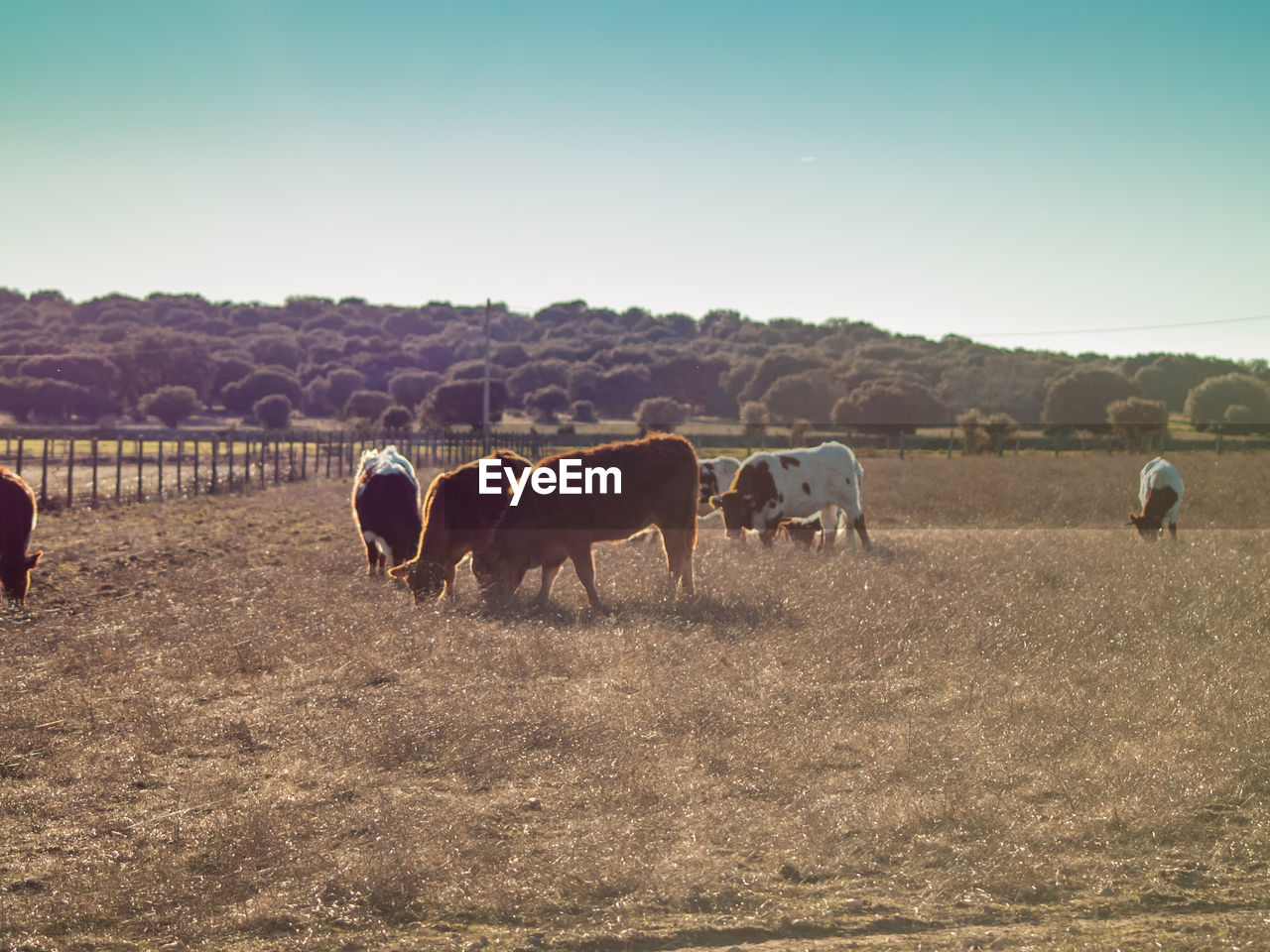 HORSES ON FIELD