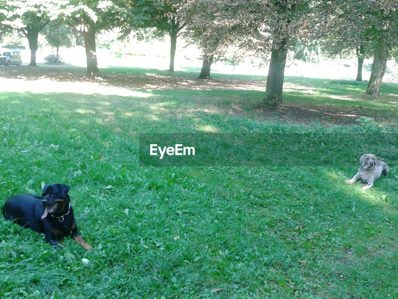 DOG STANDING ON GRASSY FIELD IN PARK