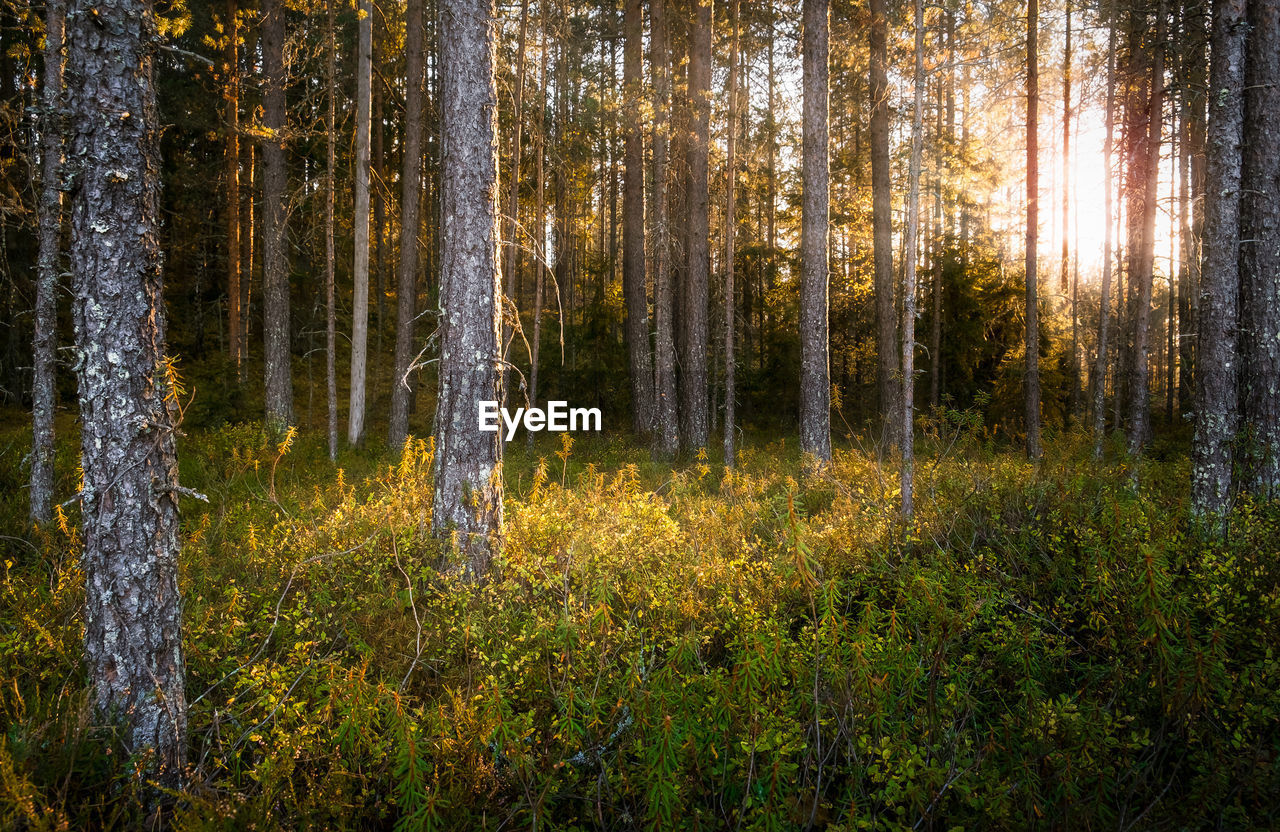 Pine trees in forest