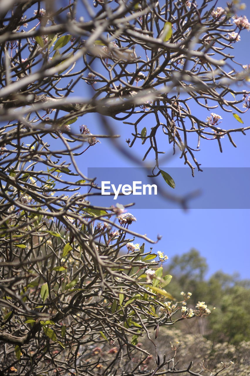 LOW ANGLE VIEW OF TREE BRANCH