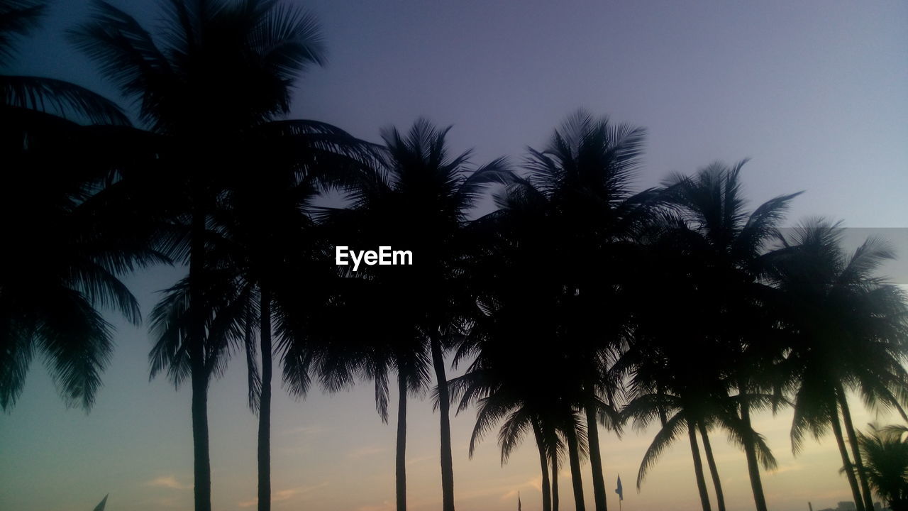 LOW ANGLE VIEW OF PALM TREES AGAINST SKY