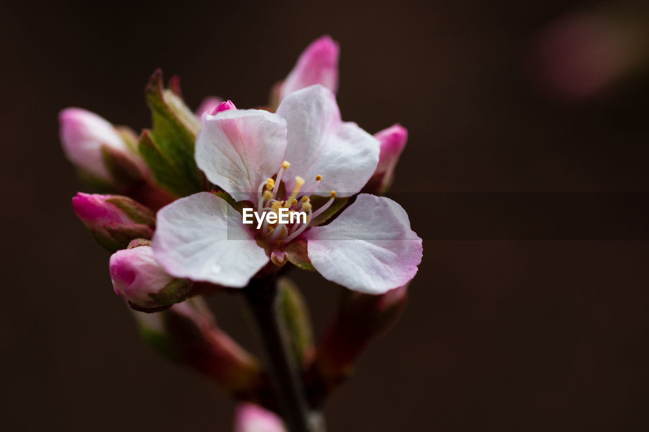 Crabapple blossom 