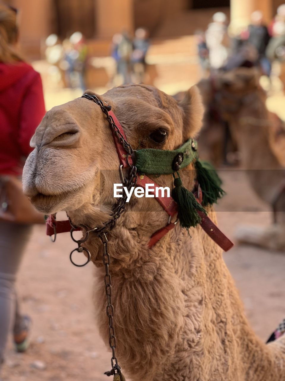 Close-up of camel portrait 