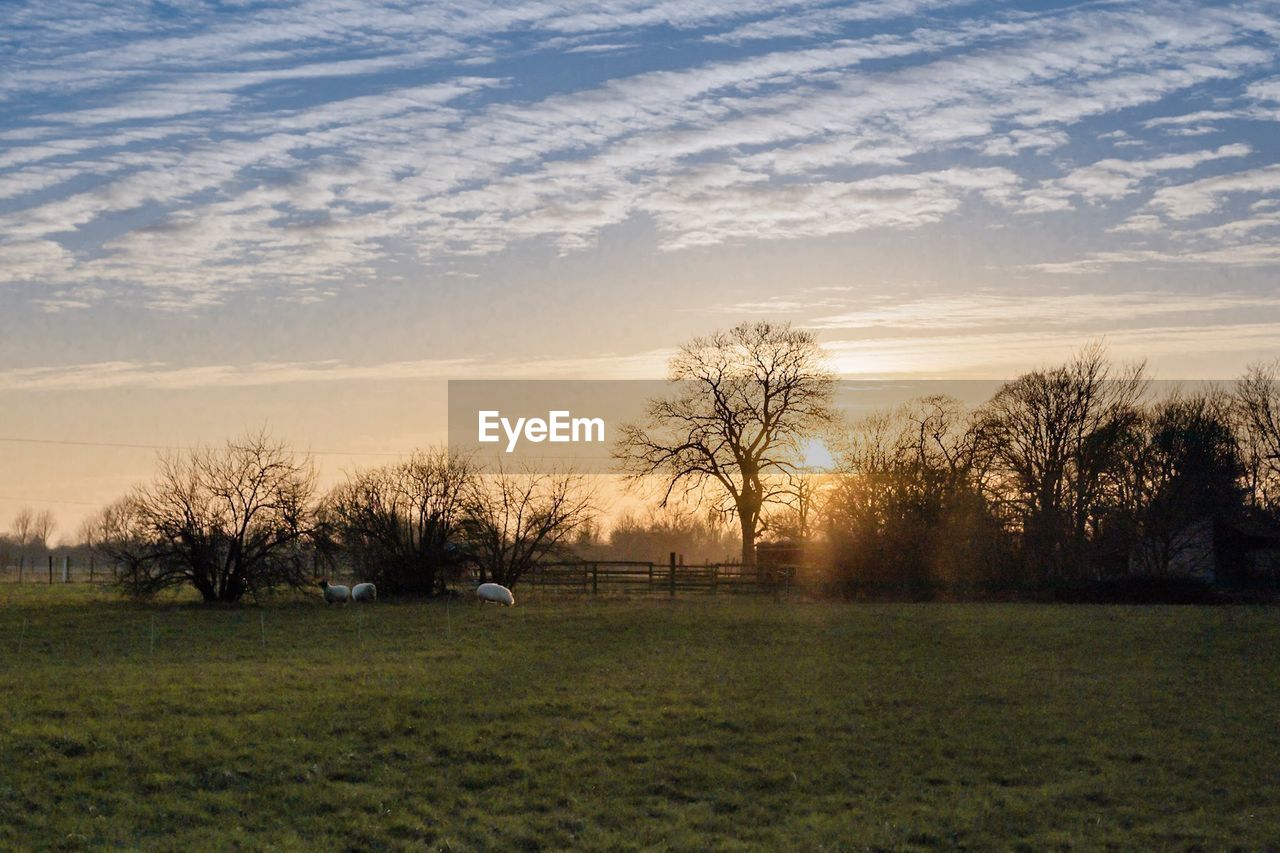 TREES ON FIELD AGAINST SKY DURING SUNSET