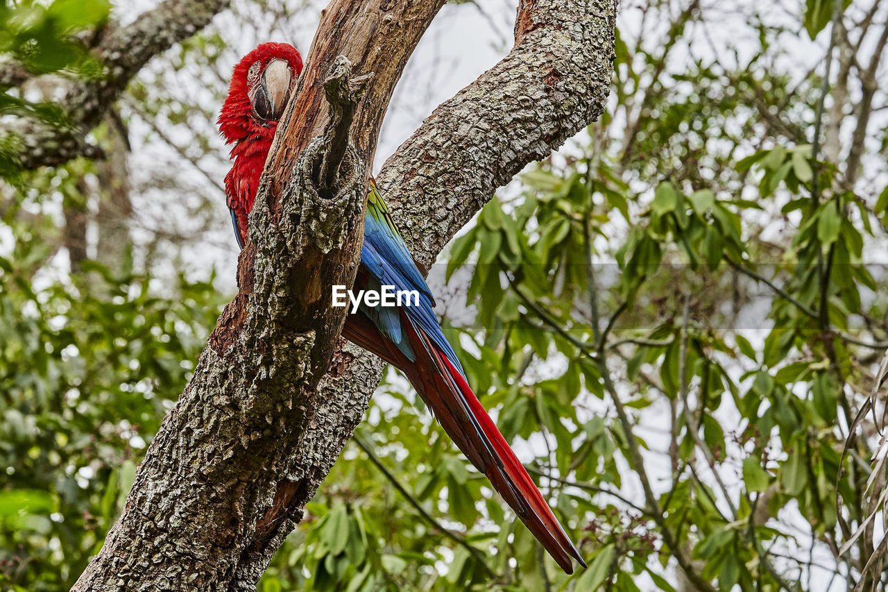 Beautiful scarlet macaw, ara macao, a large parrot at buraco das aras in brazil, south america