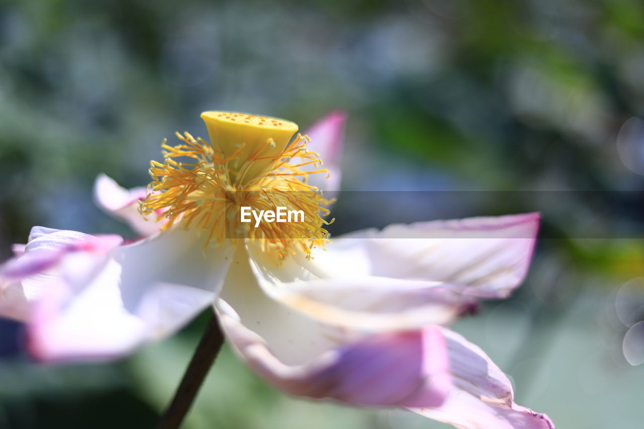 CLOSE-UP OF YELLOW FLOWERING PLANT