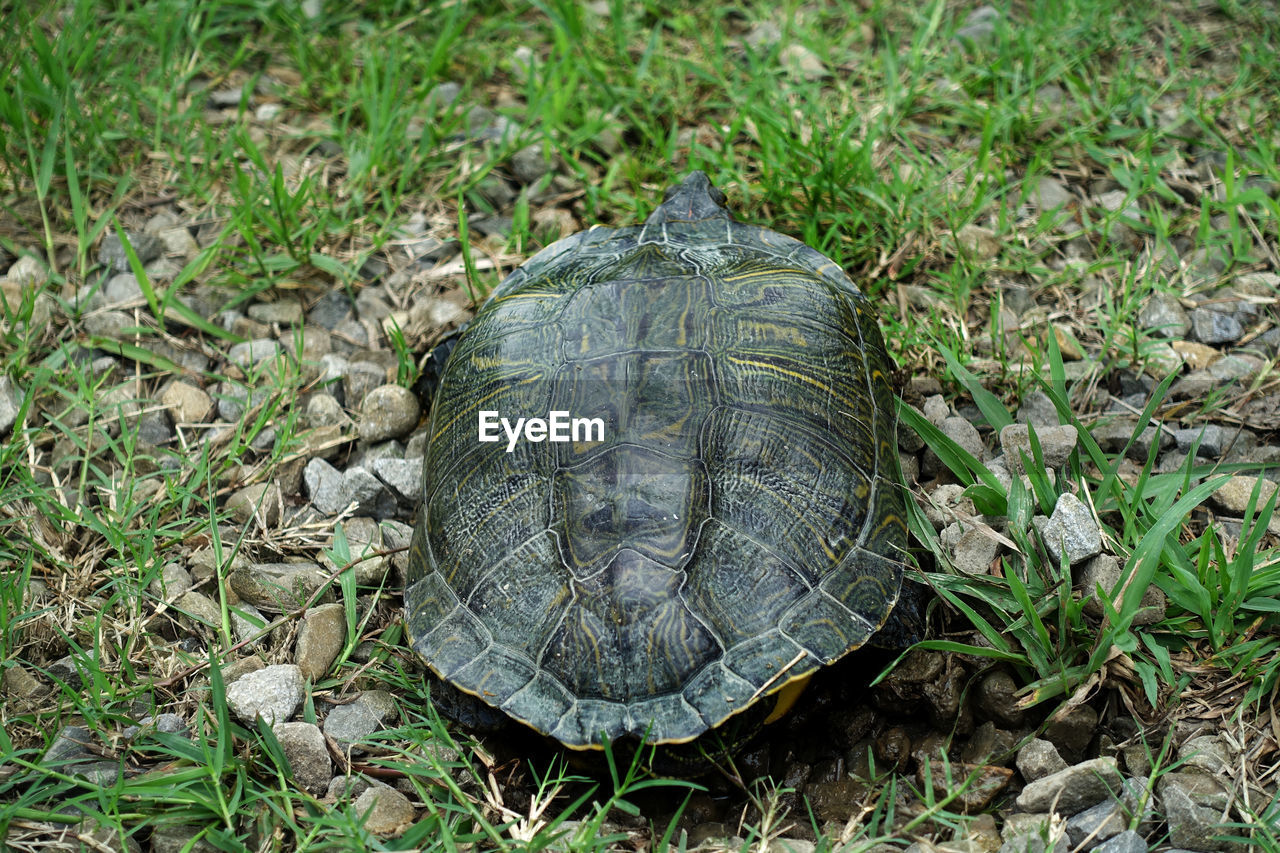 HIGH ANGLE VIEW OF TORTOISE ON GRASS
