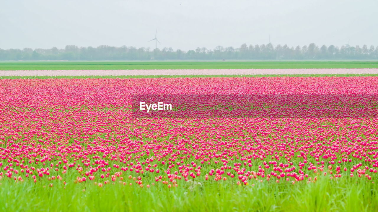 SCENIC VIEW OF PINK TULIPS IN FIELD