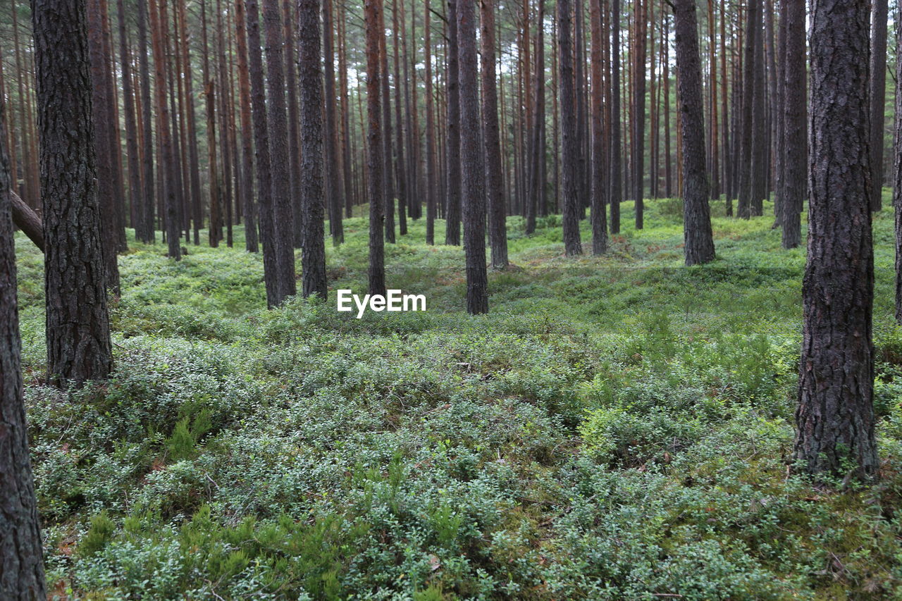 plant, tree, forest, land, natural environment, tree trunk, trunk, woodland, tranquility, beauty in nature, growth, nature, old-growth forest, tranquil scene, non-urban scene, wilderness, scenics - nature, grove, no people, spruce, environment, green, day, wetland, landscape, coniferous tree, remote, idyllic, outdoors, pine tree, pinaceae, vegetation, pine woodland, abundance, trail, lush foliage