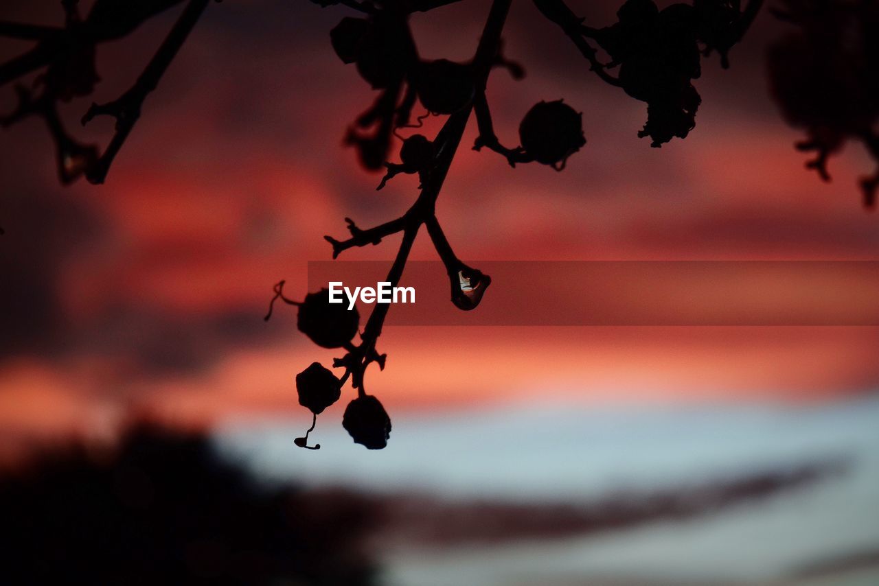 Close-up of fruits hanging on tree against sky