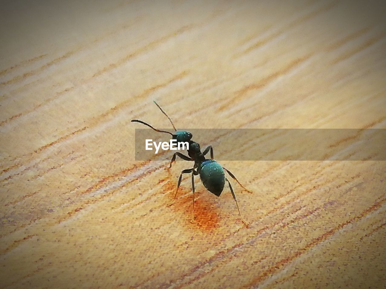 HIGH ANGLE VIEW OF INSECT ON WOOD