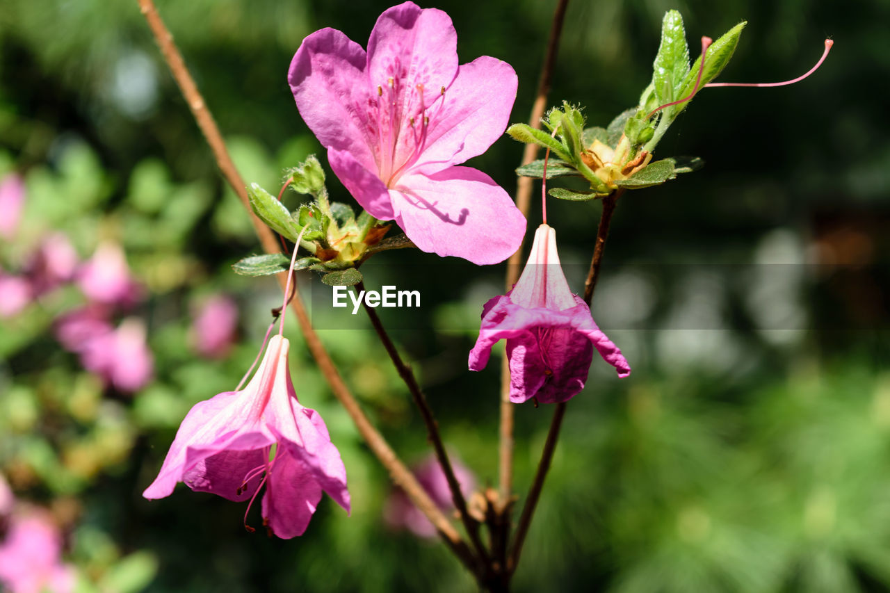 Close-up of pink flowers