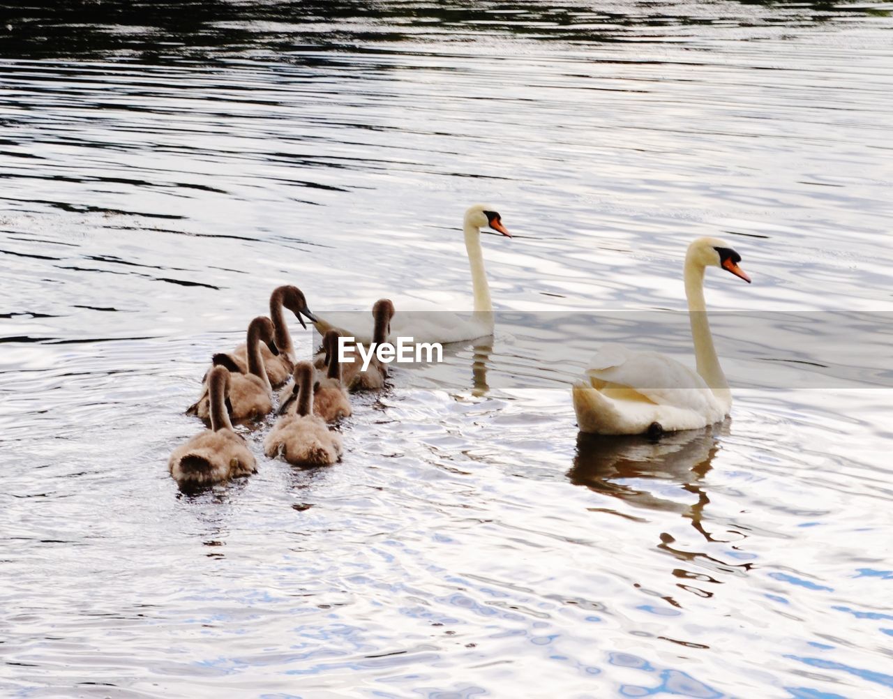 HIGH ANGLE VIEW OF DUCKS IN WATER