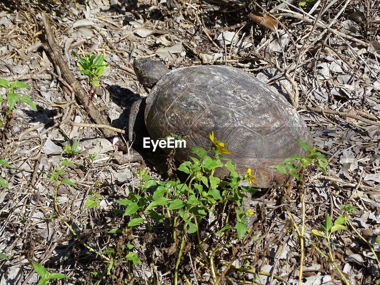 CLOSE-UP OF TORTOISE ON FIELD