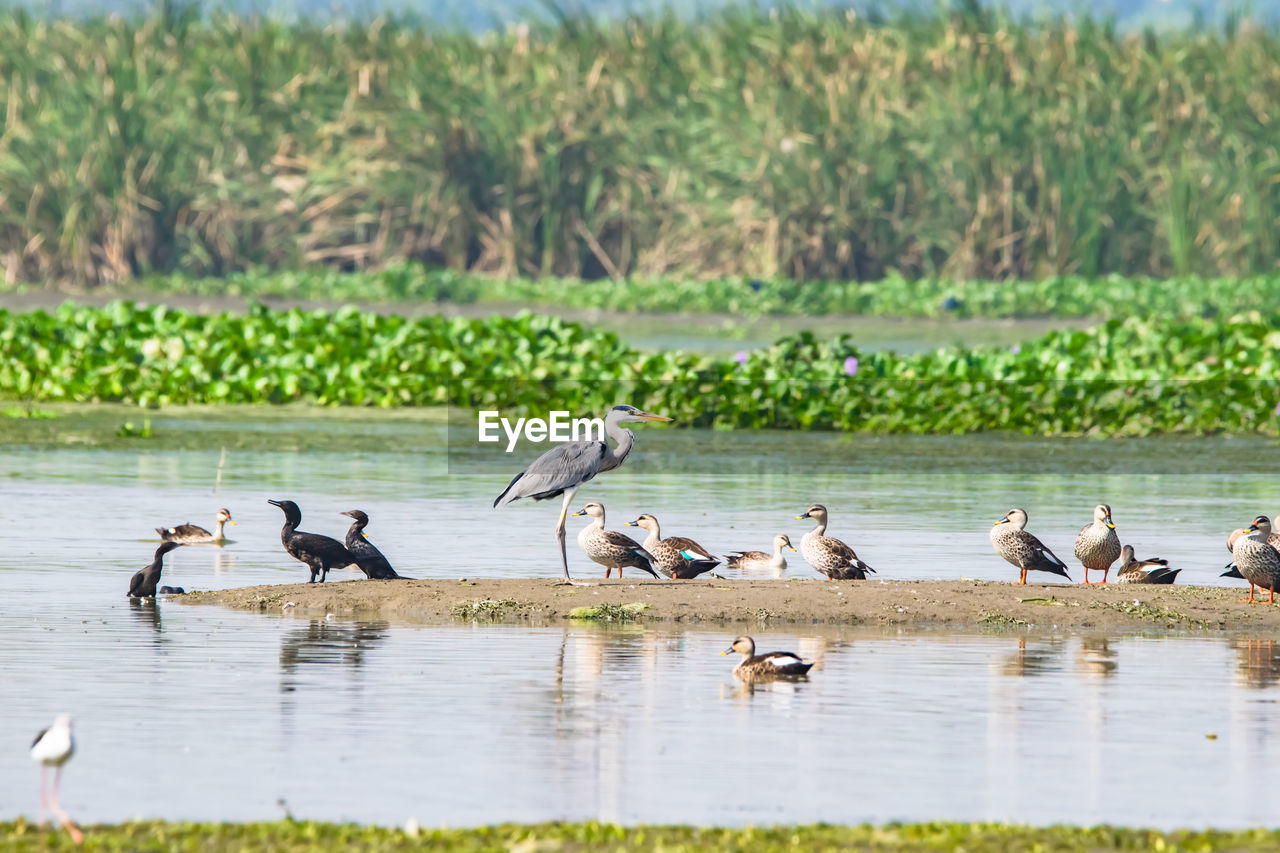 Ducks in a lake