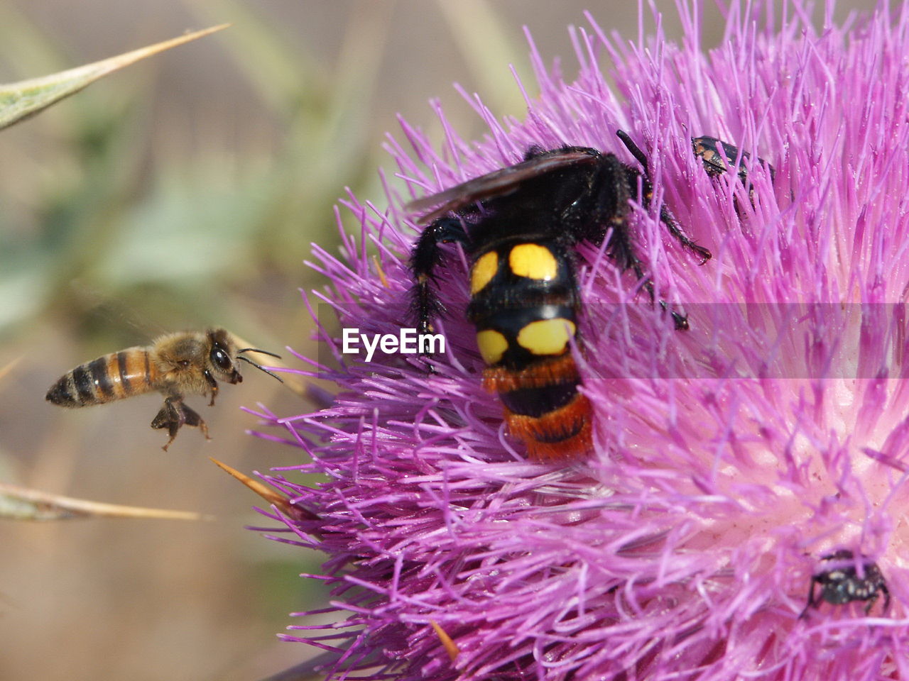 CLOSE-UP OF BEE POLLINATING FLOWER