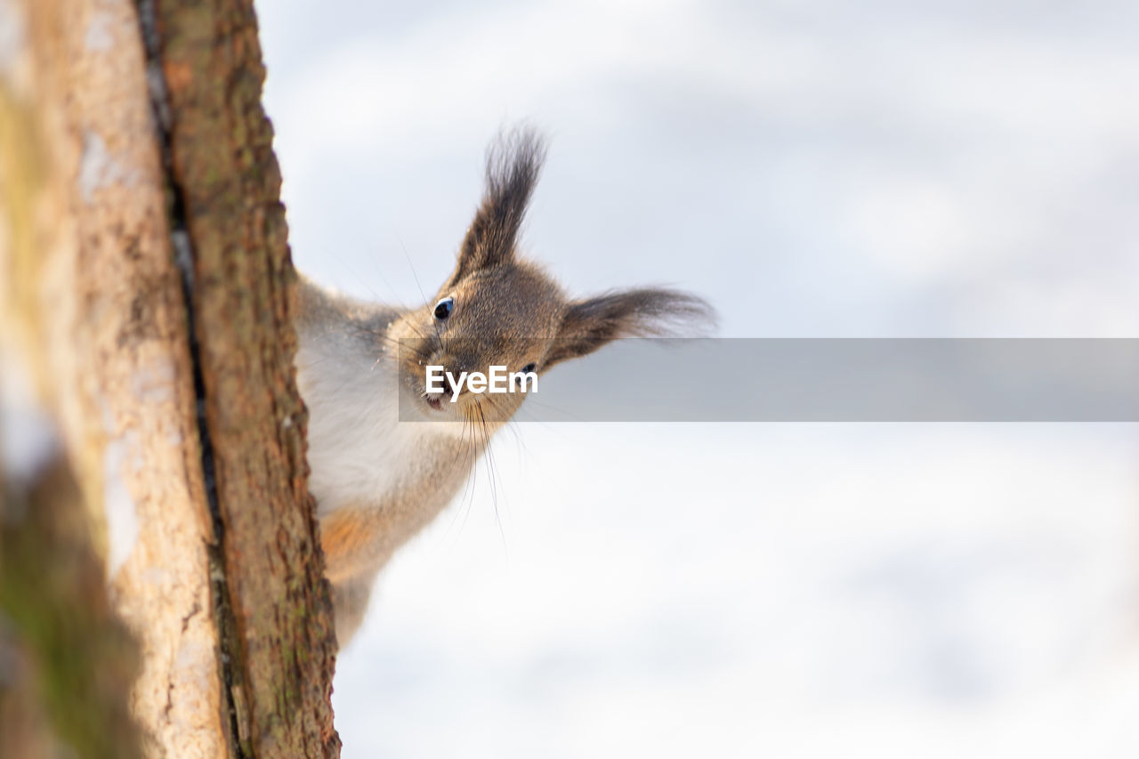 Squirrel sits in snow by tree and eats nuts in winter snowy park. winter color of animal.