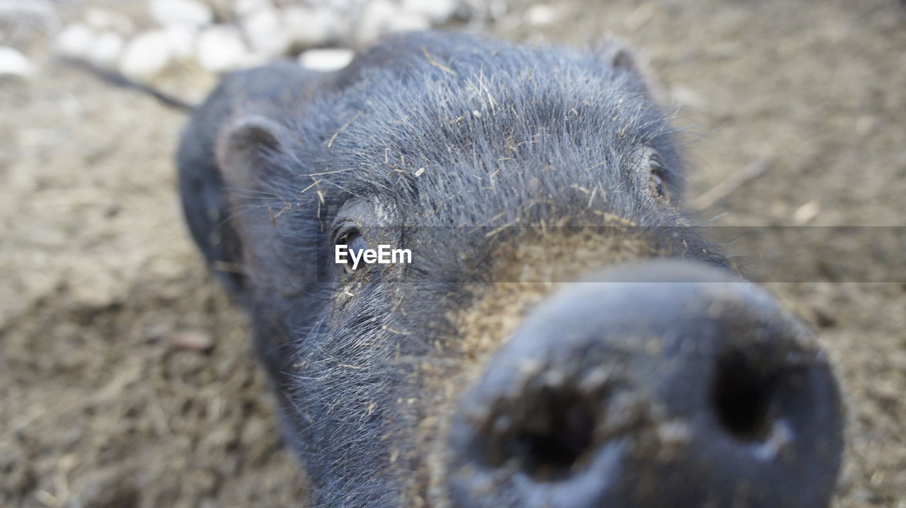 Close-up portrait of a animal