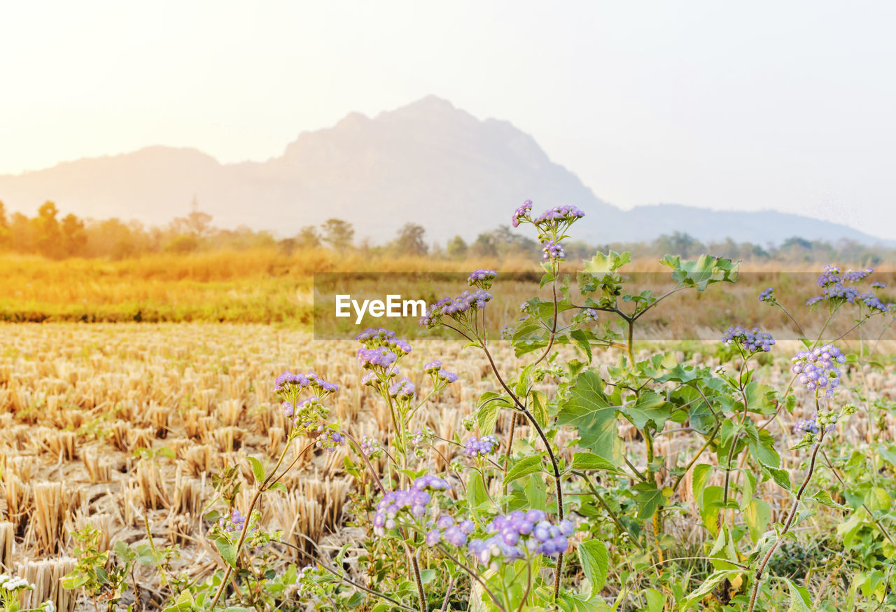 Scenic view of flowering plants on field against sky