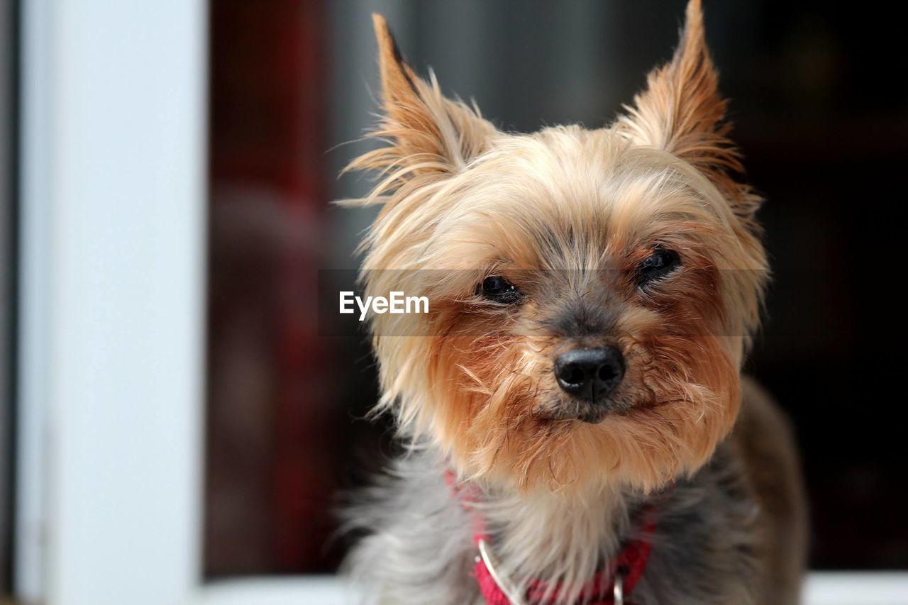 Close-up portrait of yorkshire terrier looking away