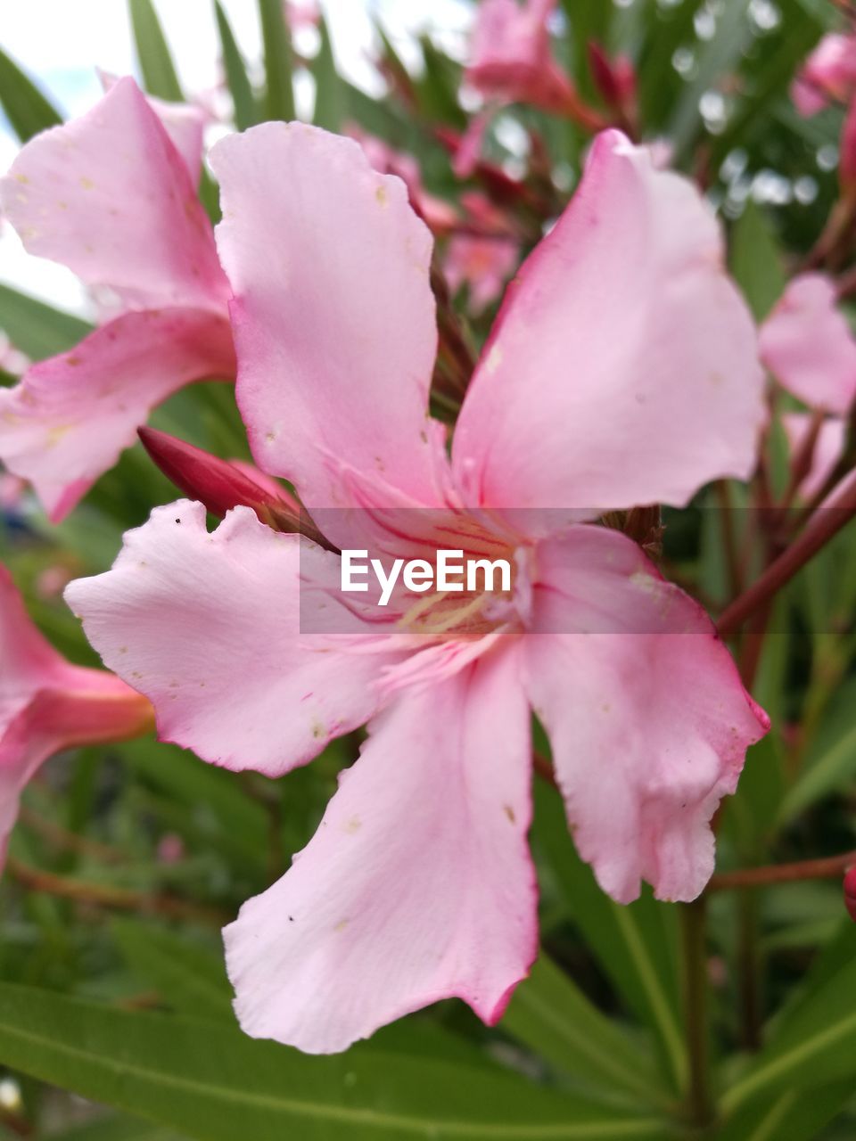 CLOSE-UP OF PINK FLOWERS