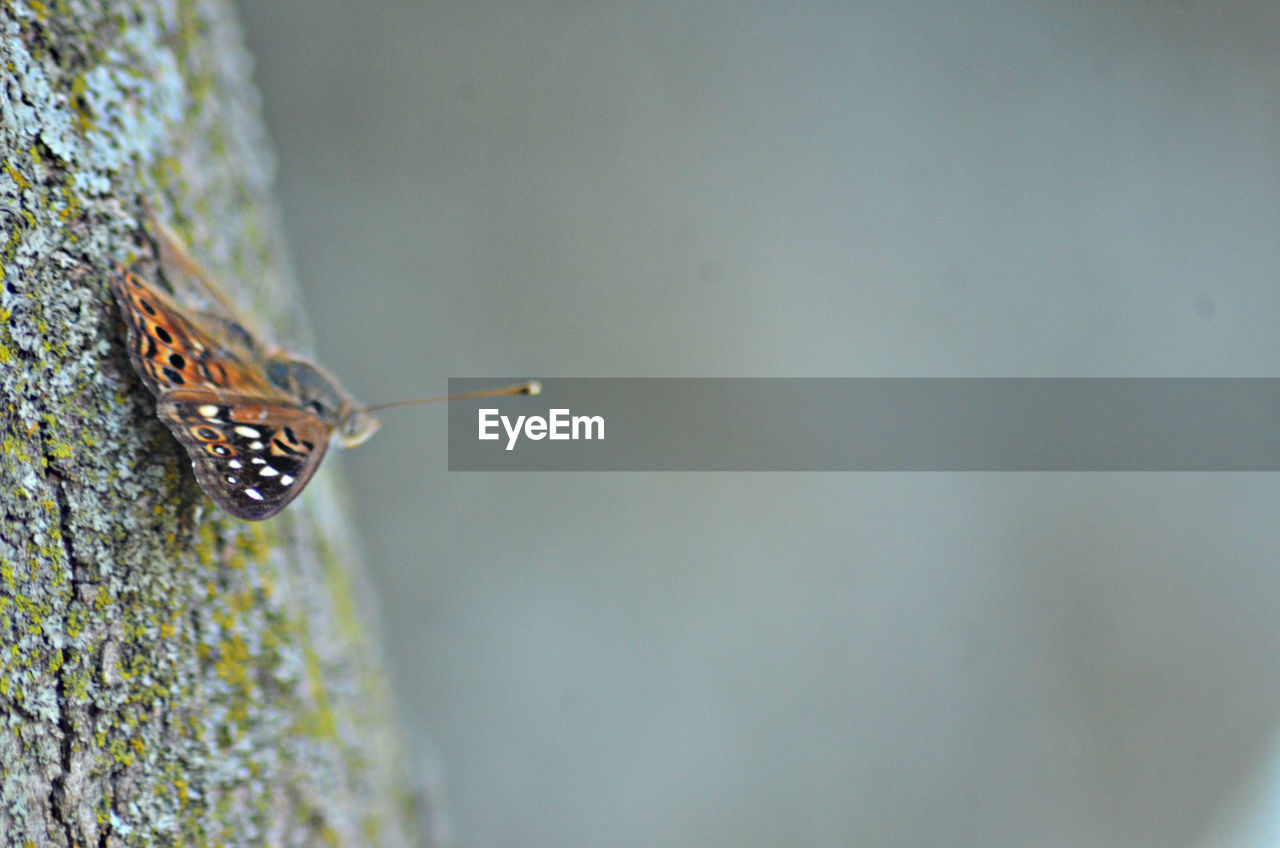 Close-up of butterfly on tree trunk