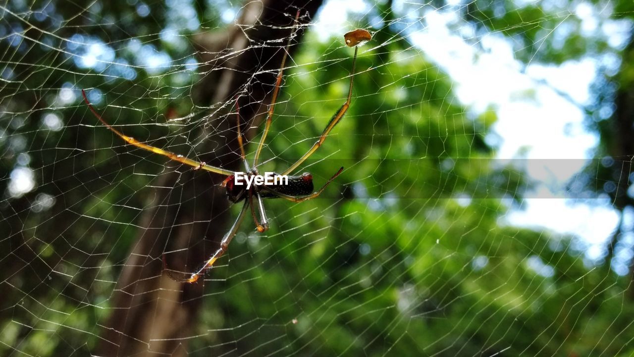 Close-up of spider on web