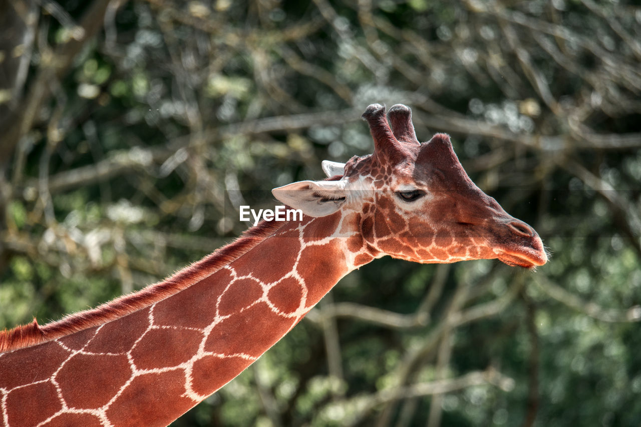 One of the giraffes of the wild place project